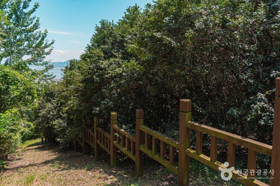 부안_부안 도청리 호랑가시나무군락 (2)