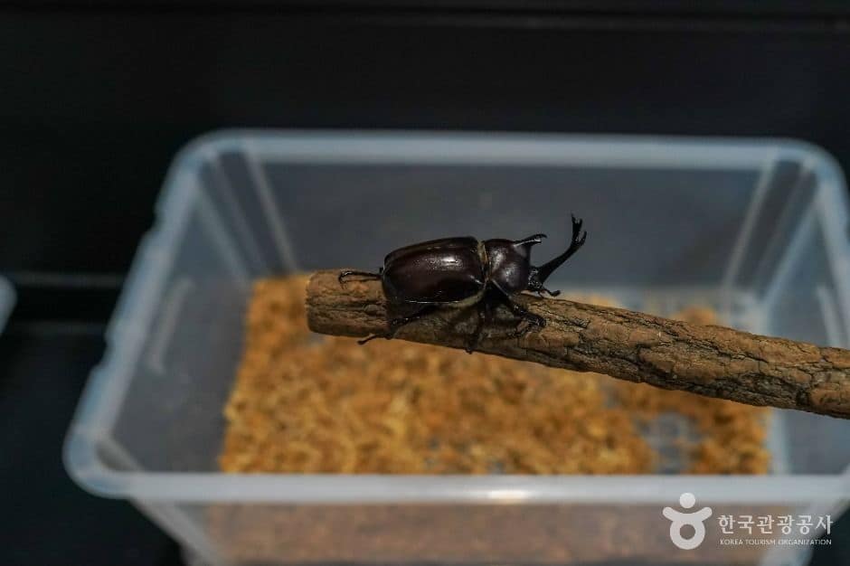 창녕_창녕우포곤충나라 (7)