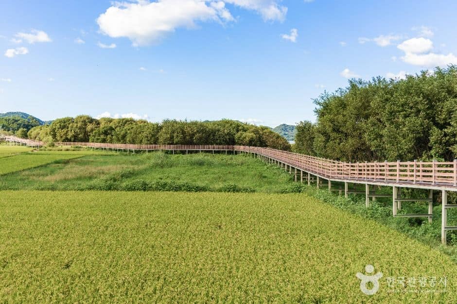 예산_예당호 중앙생태공원 (6)