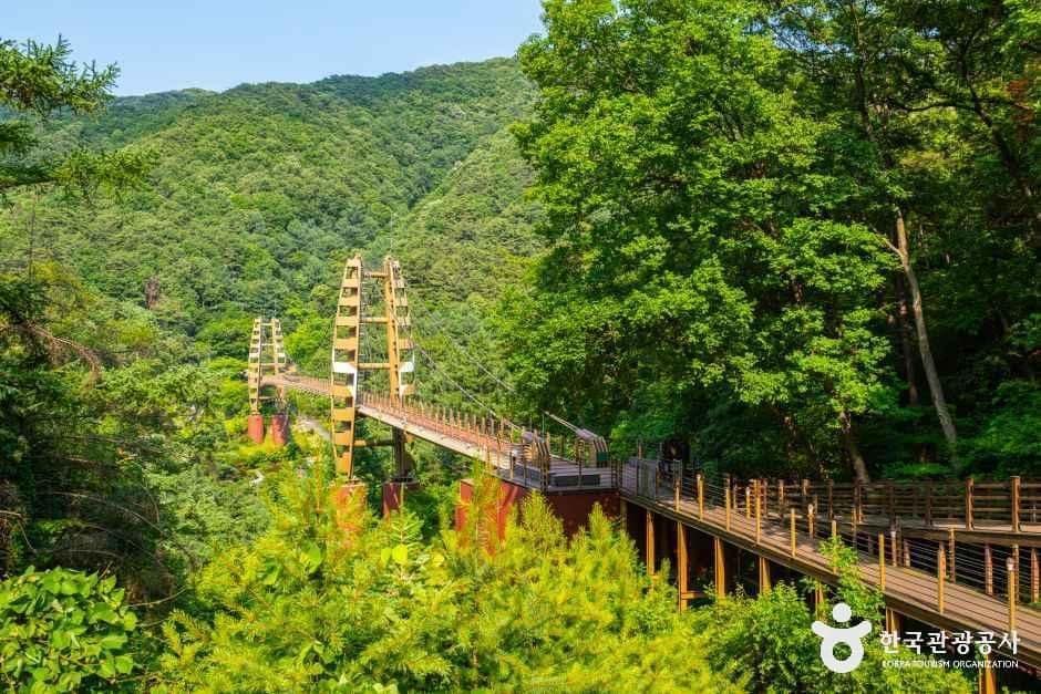 충북_증평_증평 좌구산 명상구름다리_외부_5.jpg