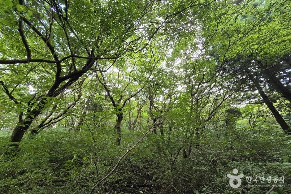 가문이오름(감은이오름)_e (5)