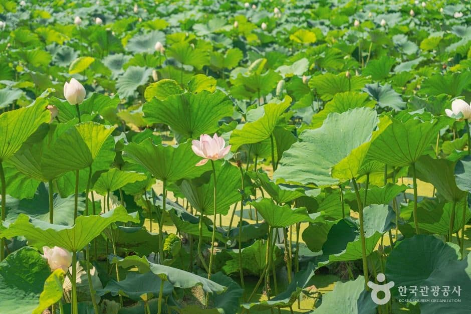 울주_회야댐 생태습지 (2)