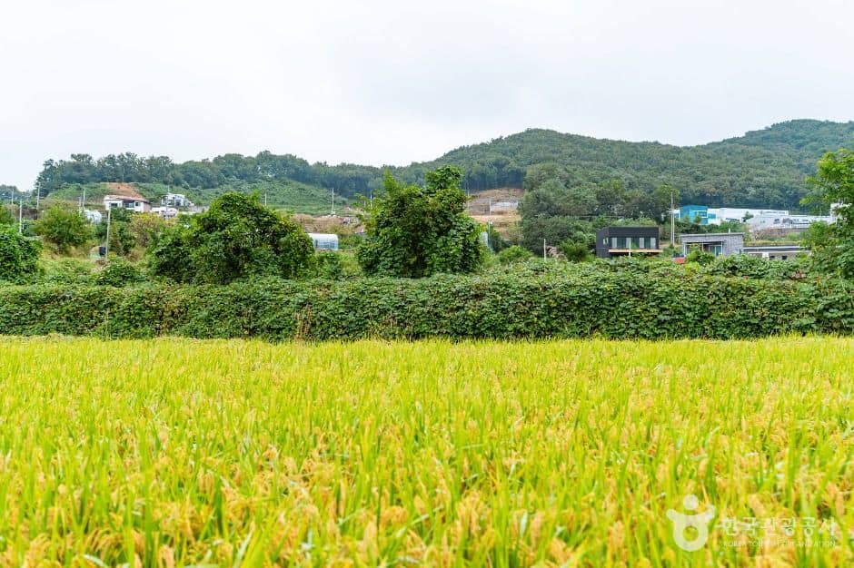 아산_음봉 꾀꼴성마을 (3)