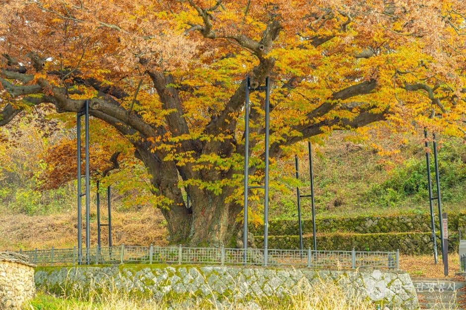 남원_남원 진기리 느티나무 (2)