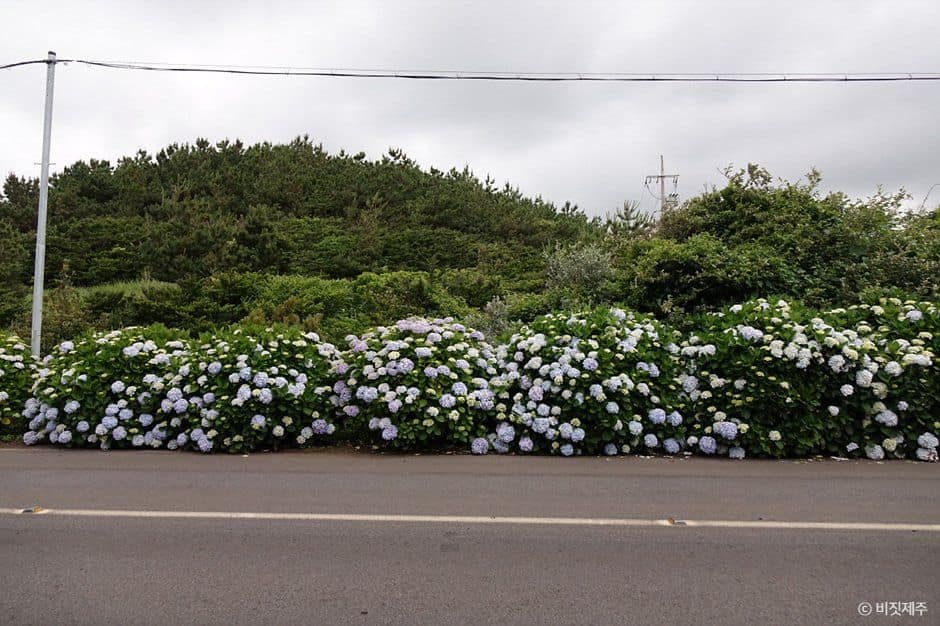 제주_종달리 수국길 (5).jpg