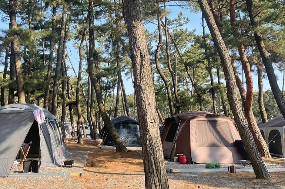 충남_태안군_몽산포감성캠핑장_캠핑장_1