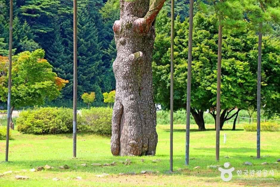 충북_보은_보은 속리 정이품송_외부_6.JPG
