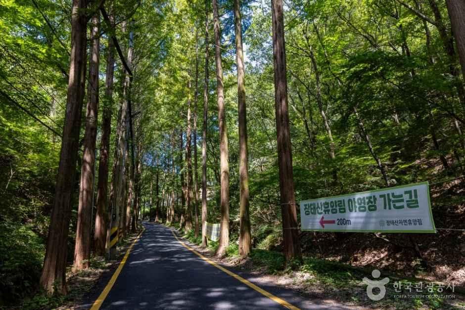 대전_장태산 자연휴양림 캠핑장 (1).jpg