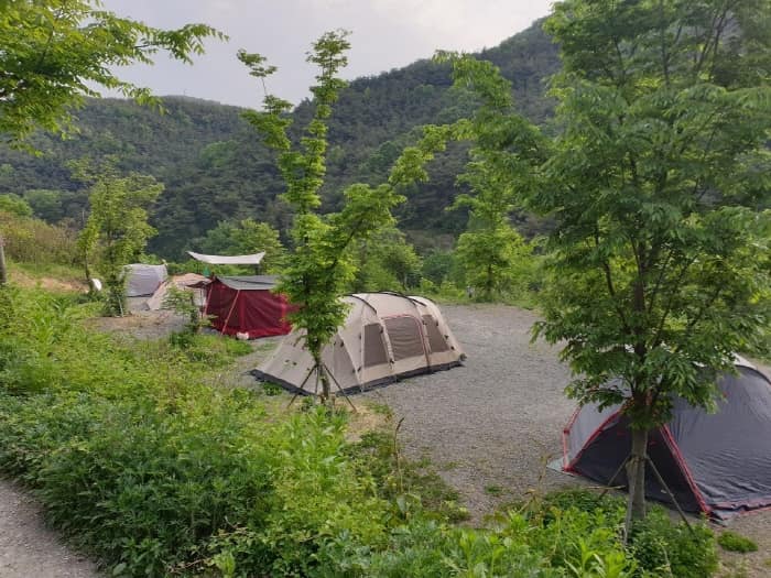 트리독스 반려견 전용 캠핑장(8)