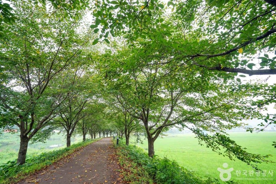 경남_함안_칠원천 벚꽃길 (7)