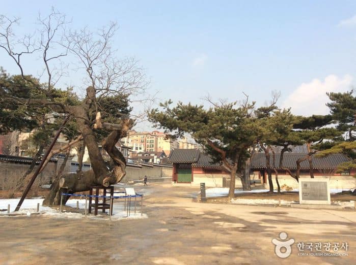 서울_종로_창덕궁 향나무02