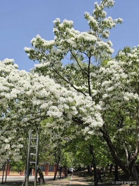 경산_자인계정숲(경산 자인의계정숲) (8)