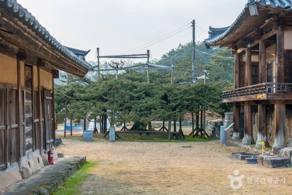 안동_안동 주하리 뚝향나무 (7)