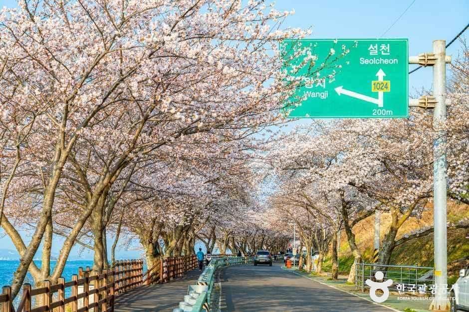 남해_왕지벚꽃길 (1).jpg