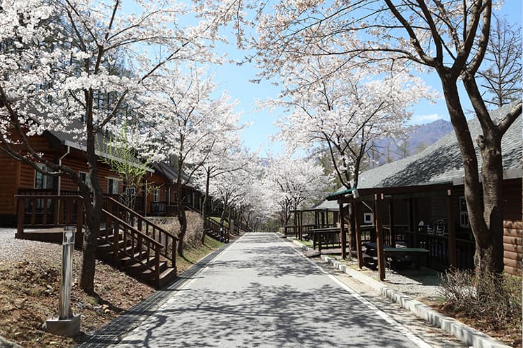 경기_가평군_연인산다목적캠핑장_풍경1