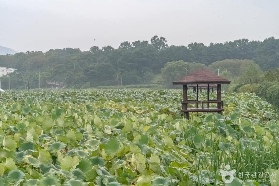 내동마을연꽃단지16
