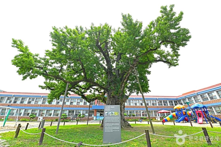 괴산 읍내리 은행나무 (6)