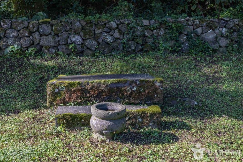 제주_제주_산천단곰솔 (7)