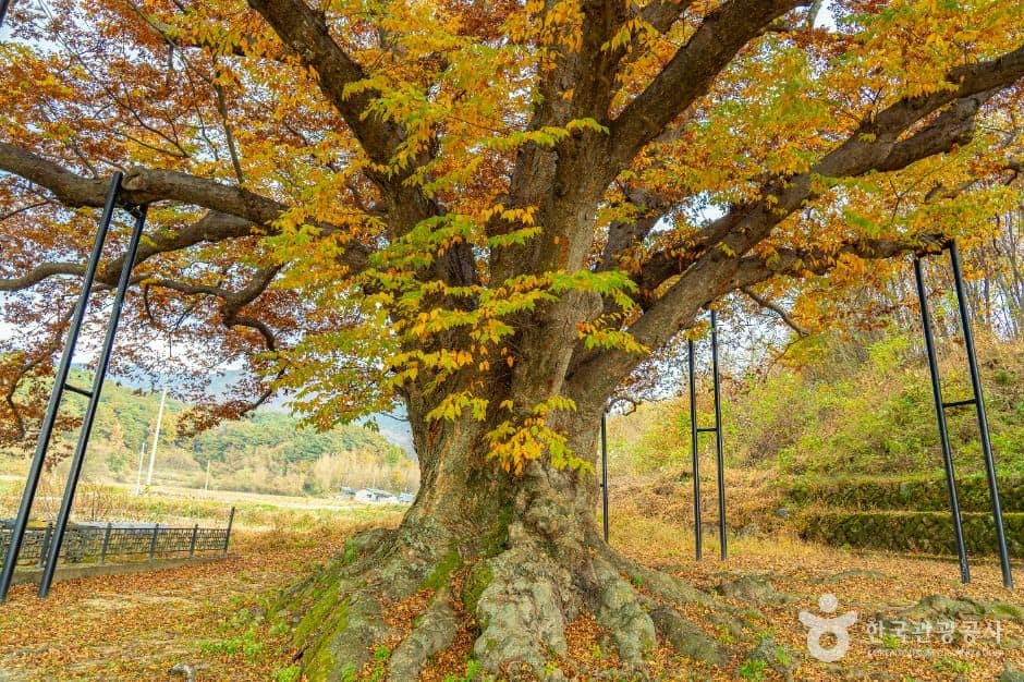 남원_남원 진기리 느티나무 (6)