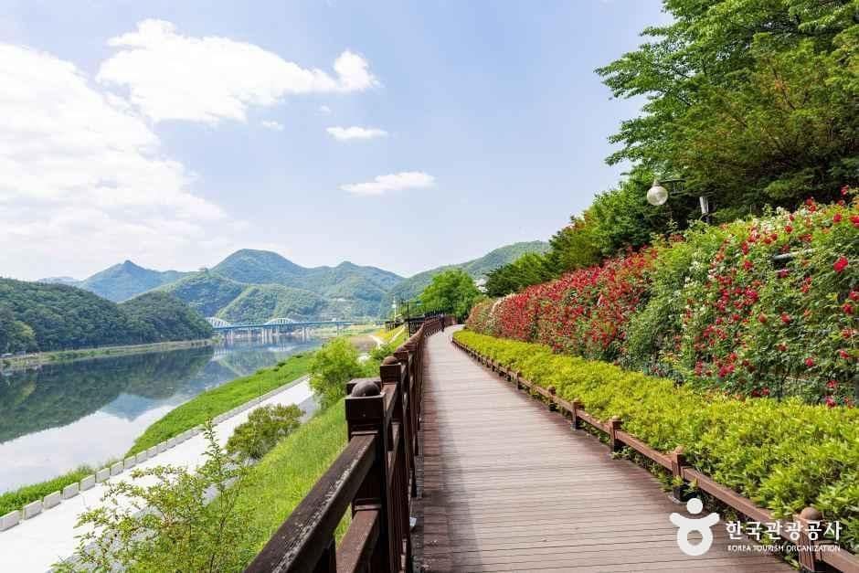 단양_소금정공원 장미터널 (5).jpg