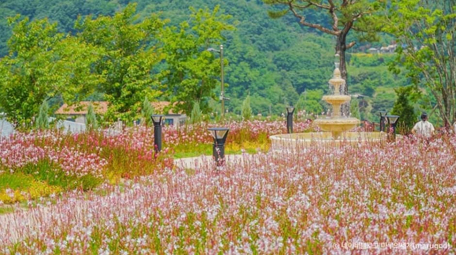 용인자작나무숲_7