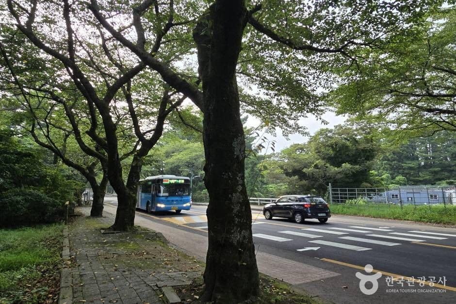 제주대 벚꽃길_e (7)
