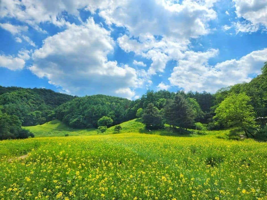 청주_추정리 메밀밭 (3)