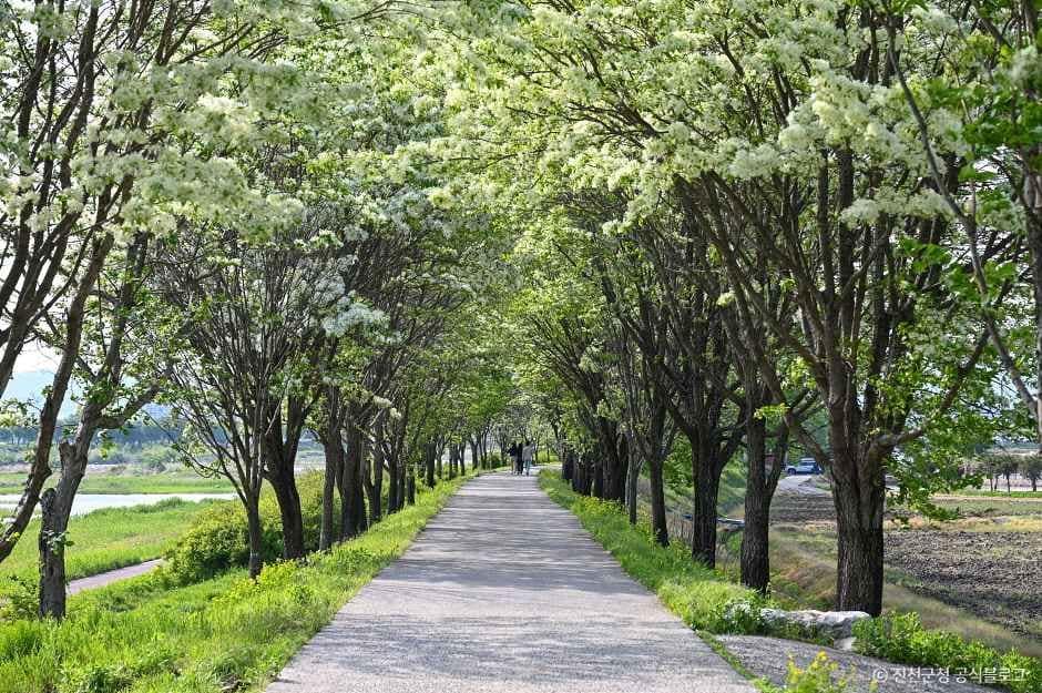 진천_진천 이팝나무길 (7).jpg