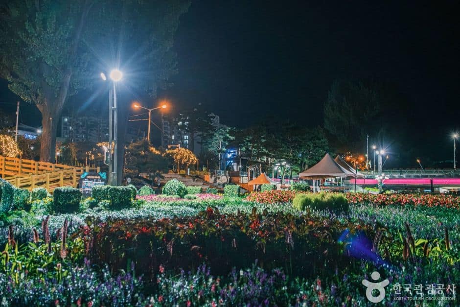 보강천 미루나무숲