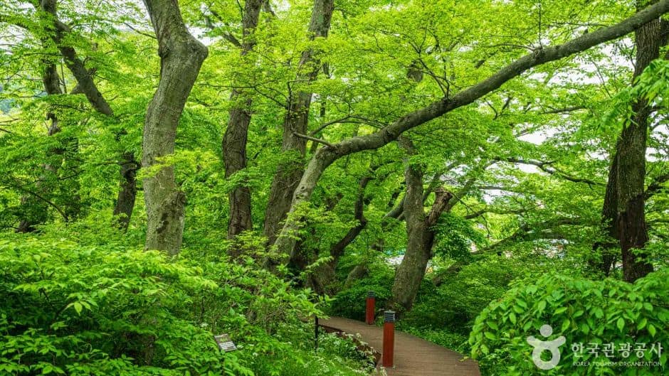 남해 물건리 방조어부림