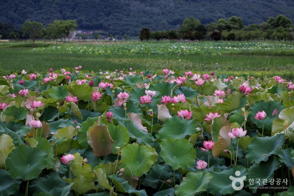 서오지리 연꽃단지