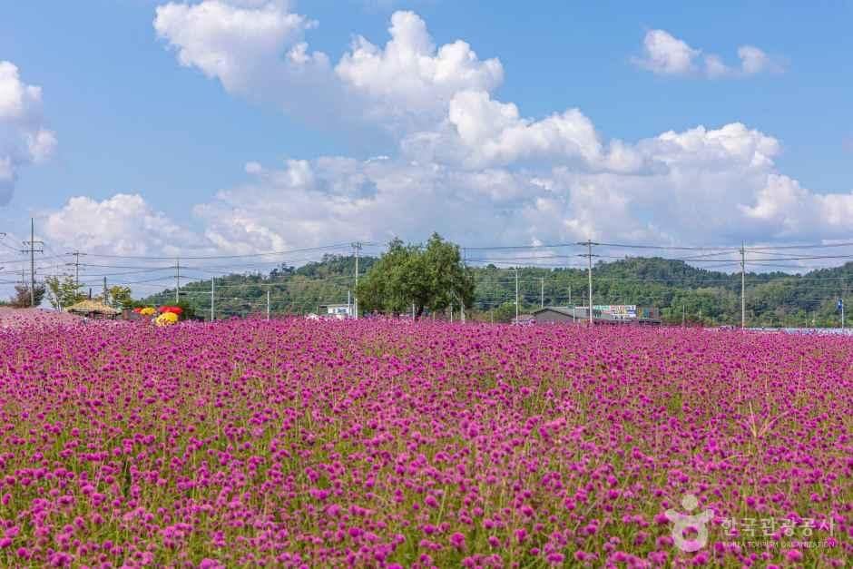 고석정 꽃밭