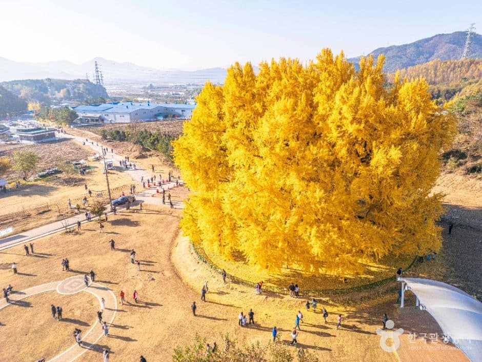 원주 반계리 은행나무