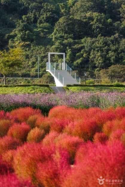 임진강 댑싸리정원