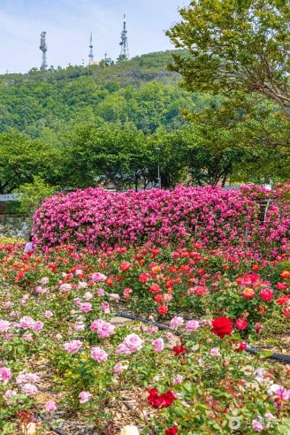 삼척 장미공원