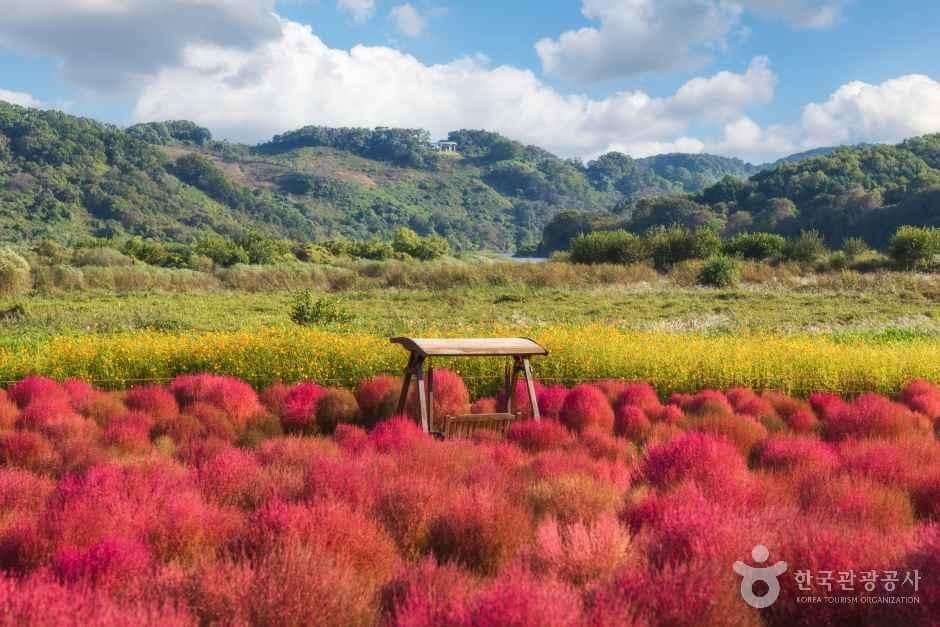 임진강댑싸리공원