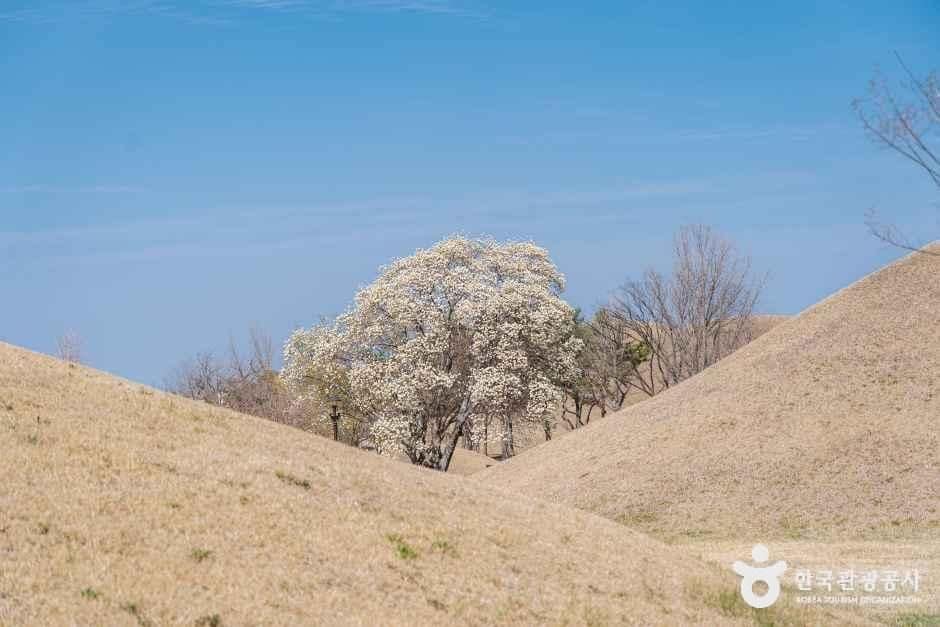 차 없이 둘러보기 좋은 경주 대릉원 일원
