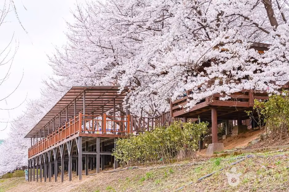 안양천제방벚꽃길