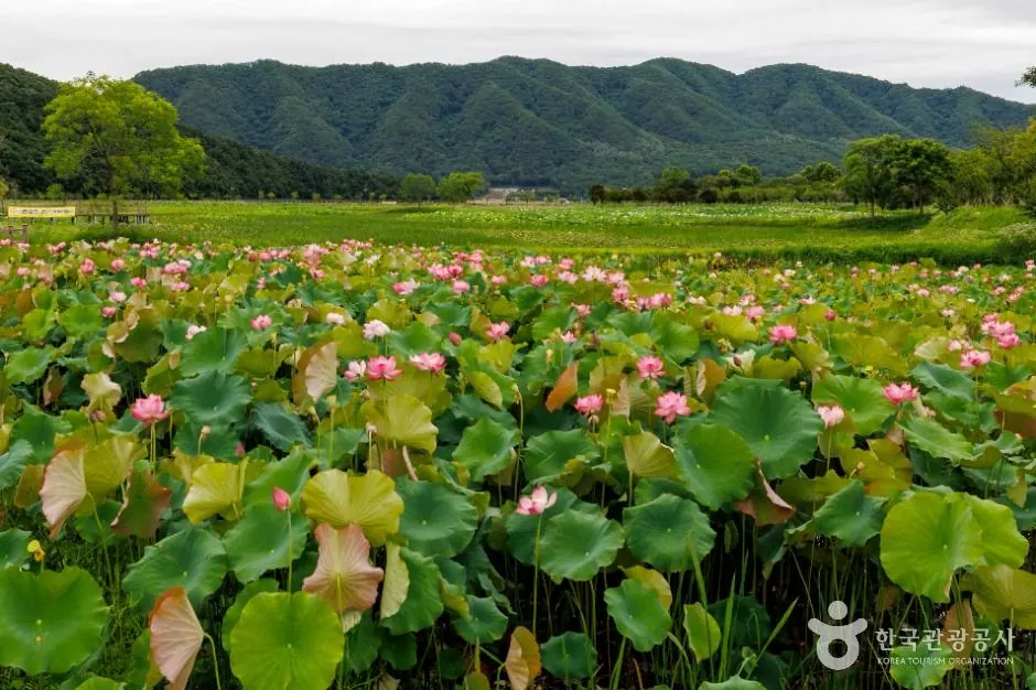 서오지리 연꽃단지