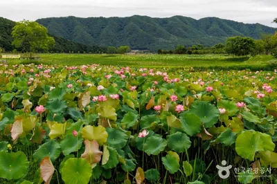 서오지리 연꽃단지