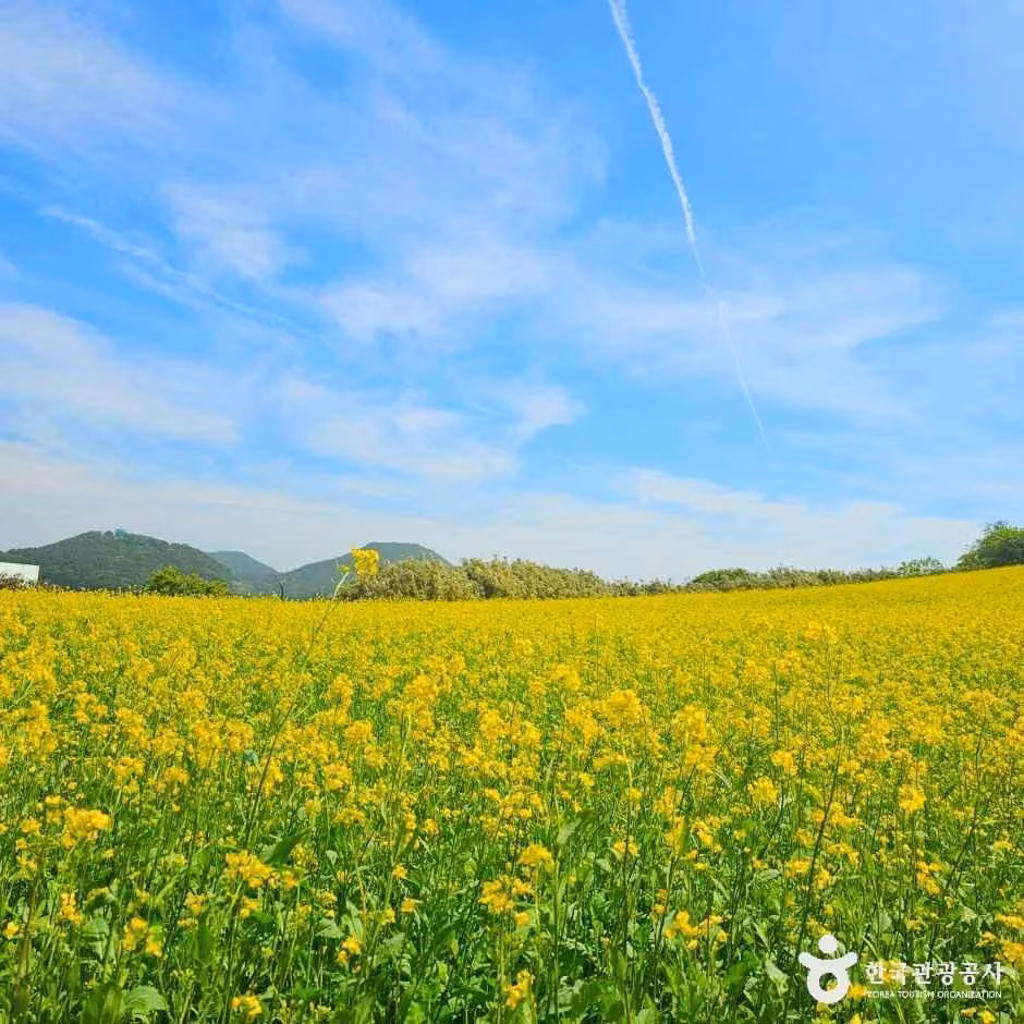 수성당 유채꽃