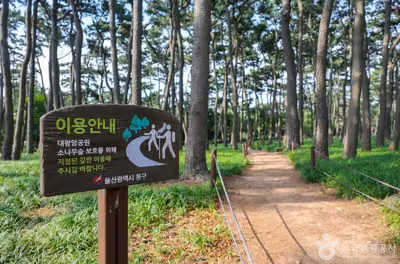 대왕암 송림