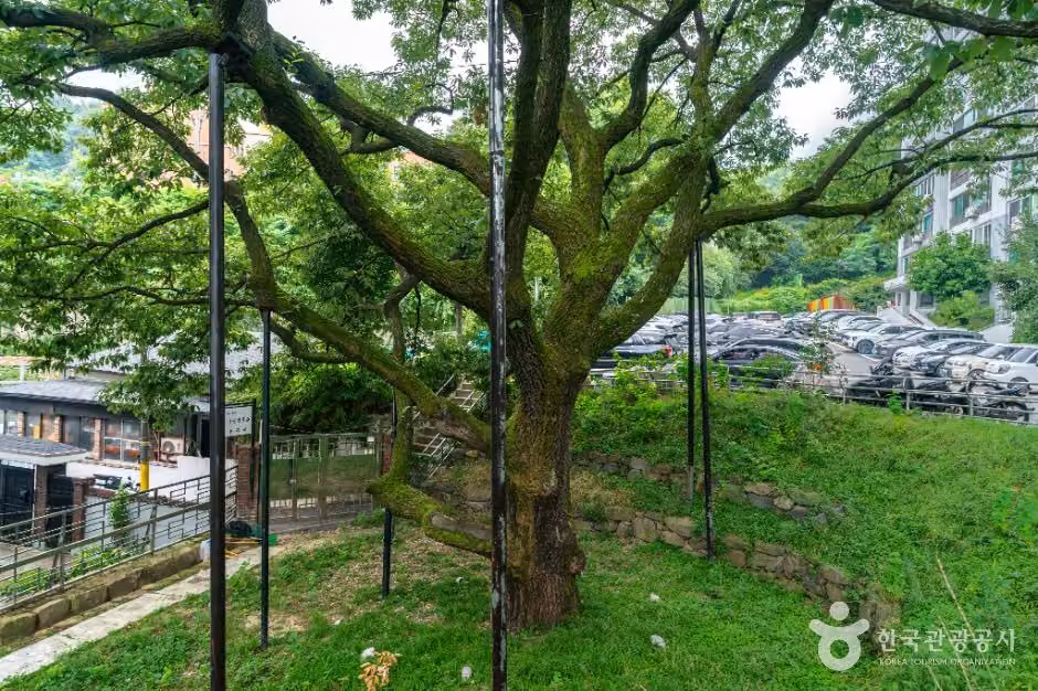 서울 신림동 굴참나무