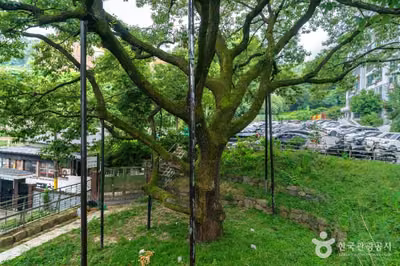 서울 신림동 굴참나무