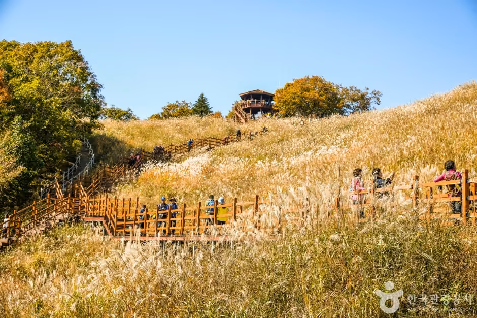 명성산억새밭