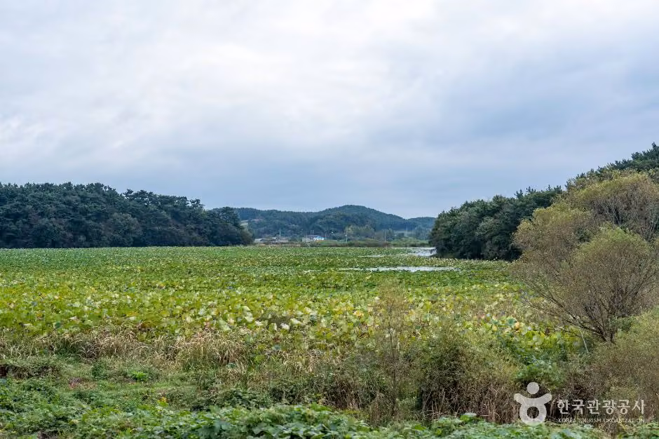 충남 서산빛들마을