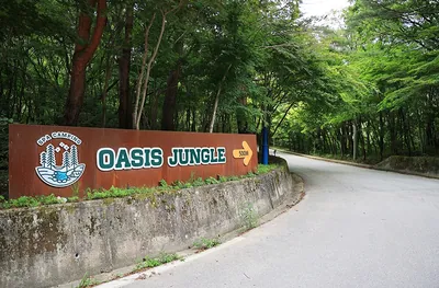 오아시스정글