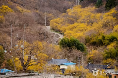 현천마을