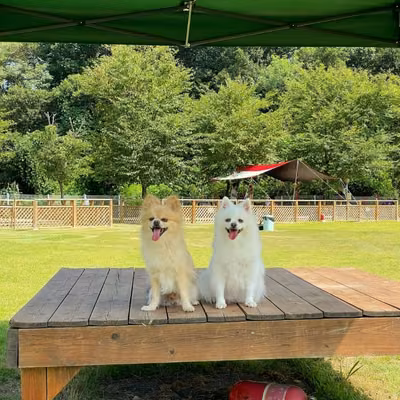 피플앤독느티캠핑장