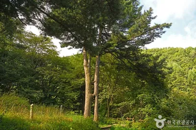 잣나무 연리지